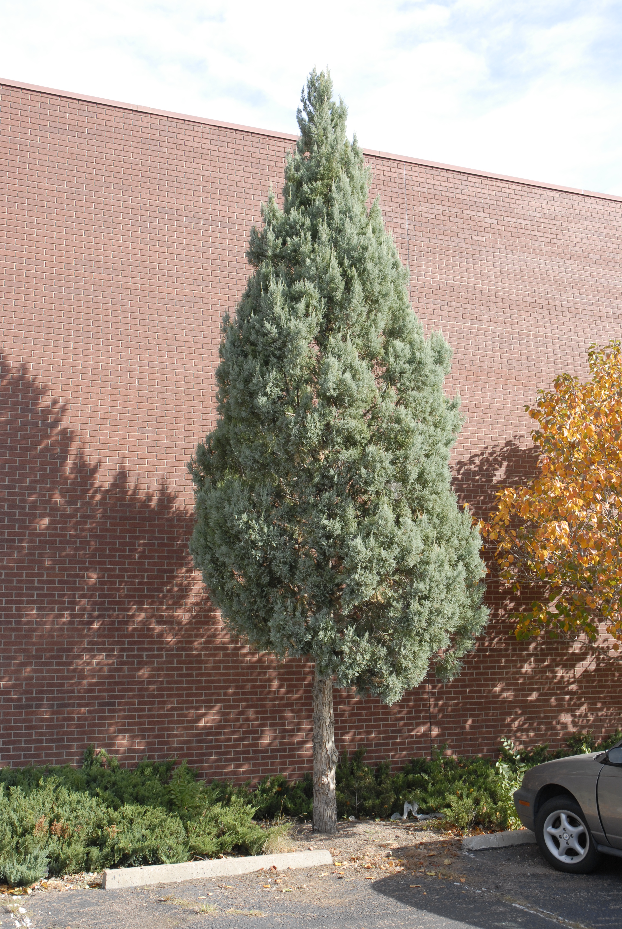 Rocky Mountain Juniper